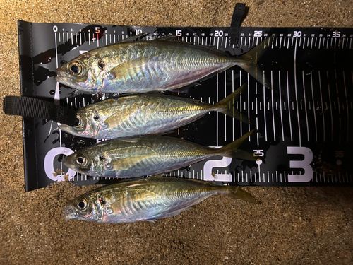 マアジの釣果
