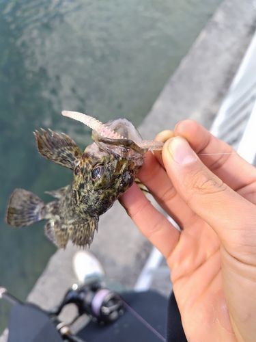 タケノコメバルの釣果