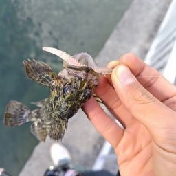 タケノコメバル