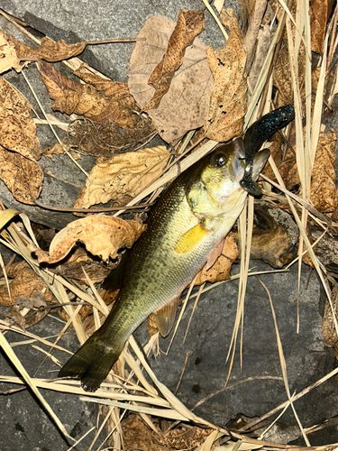 ブラックバスの釣果