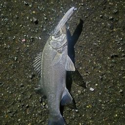 セイゴ（マルスズキ）