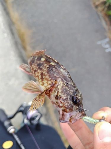 マハゼの釣果