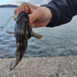 タケノコメバル