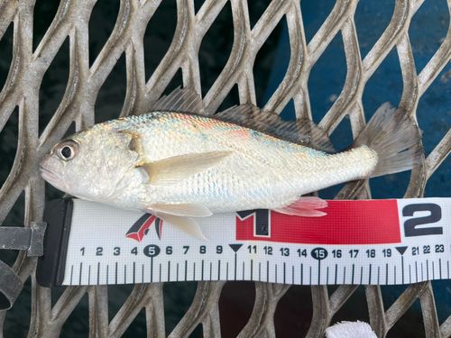 シログチの釣果