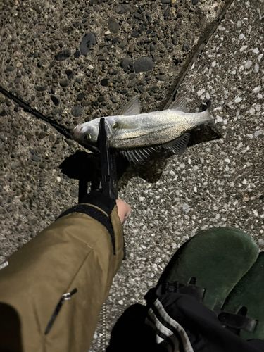 セイゴ（マルスズキ）の釣果