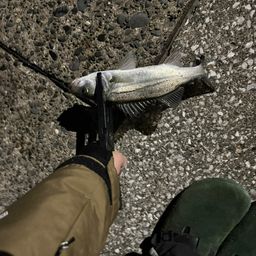 セイゴ（マルスズキ）