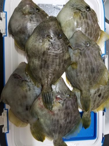 カワハギの釣果