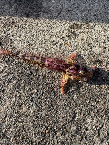 アサヒアナハゼの釣果