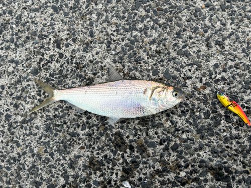 コノシロの釣果