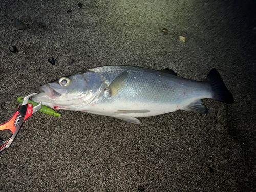 ヒラスズキの釣果