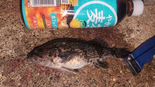 タケノコメバルの釣果