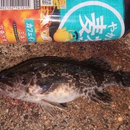 タケノコメバル