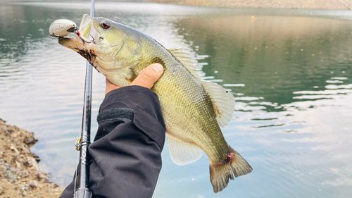 ブラックバスの釣果