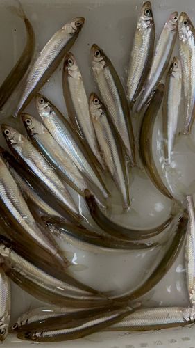 ワカサギの釣果