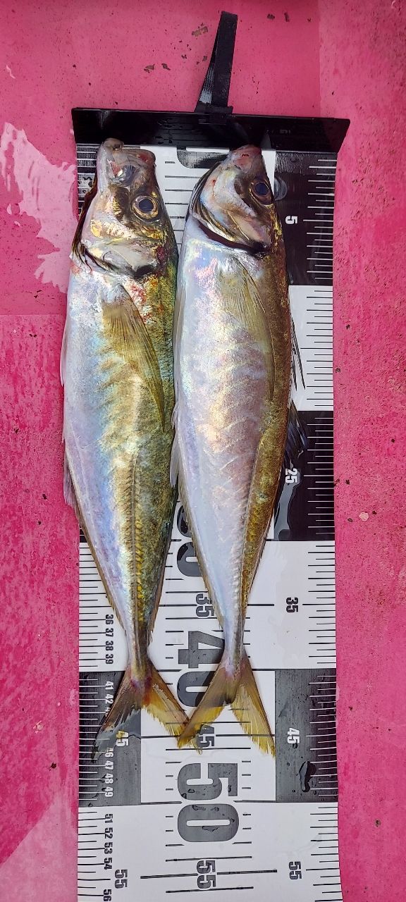 Stalker920さんの釣果 1枚目の画像