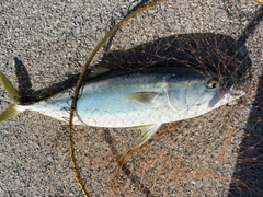 ハマチの釣果