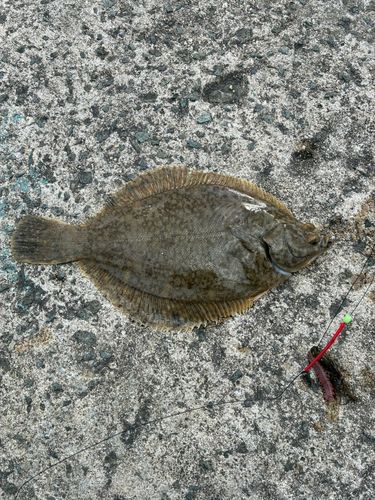 カレイの釣果