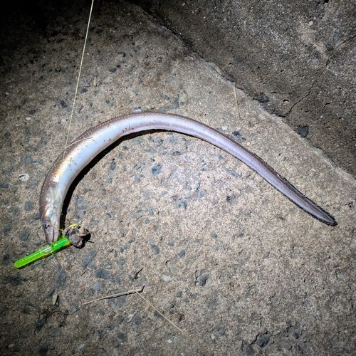 マリナタウン海浜公園