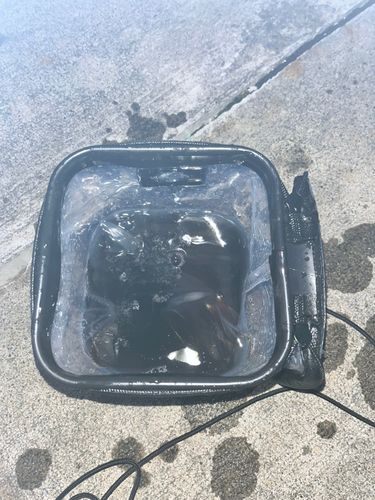 ヤリイカの釣果