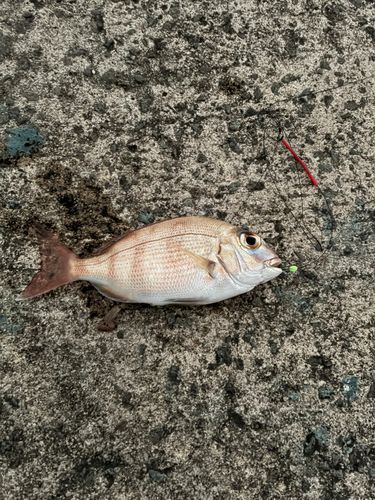 浜田マリン大橋