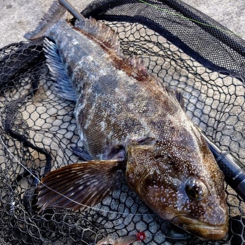 アイナメの釣果