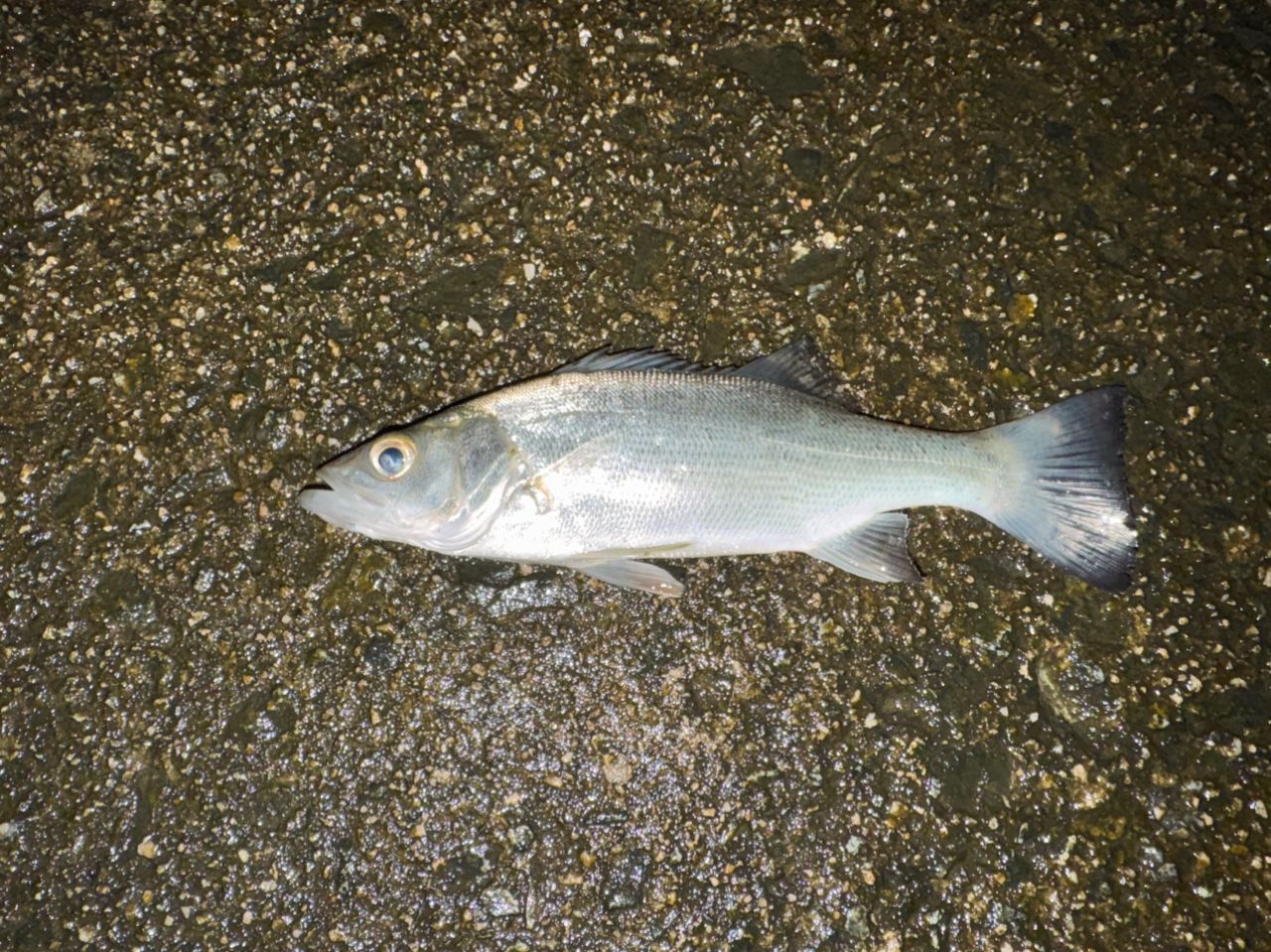 セイゴ（マルスズキ）