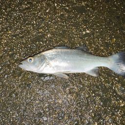 セイゴ（マルスズキ）