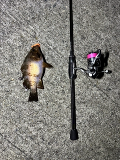 シロメバルの釣果