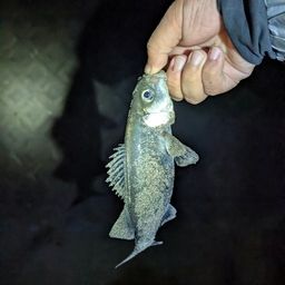 セイゴ（マルスズキ）