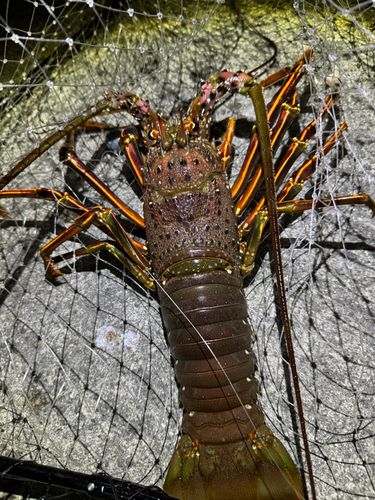 イセエビの釣果