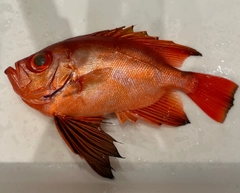 アマダイの釣果