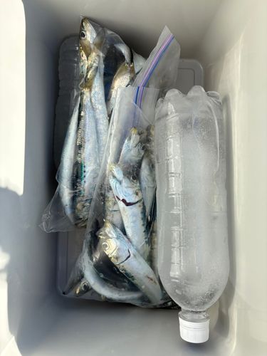 イワシの釣果