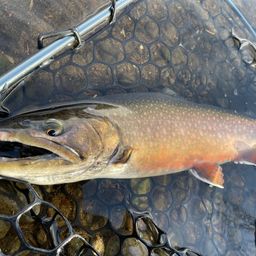 ブルックトラウト