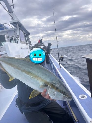 ヒラマサの釣果