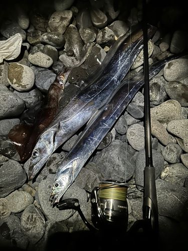 スルメイカの釣果