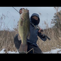 ラージマウスバス