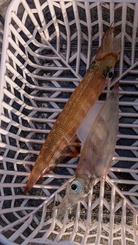 ヤリイカの釣果