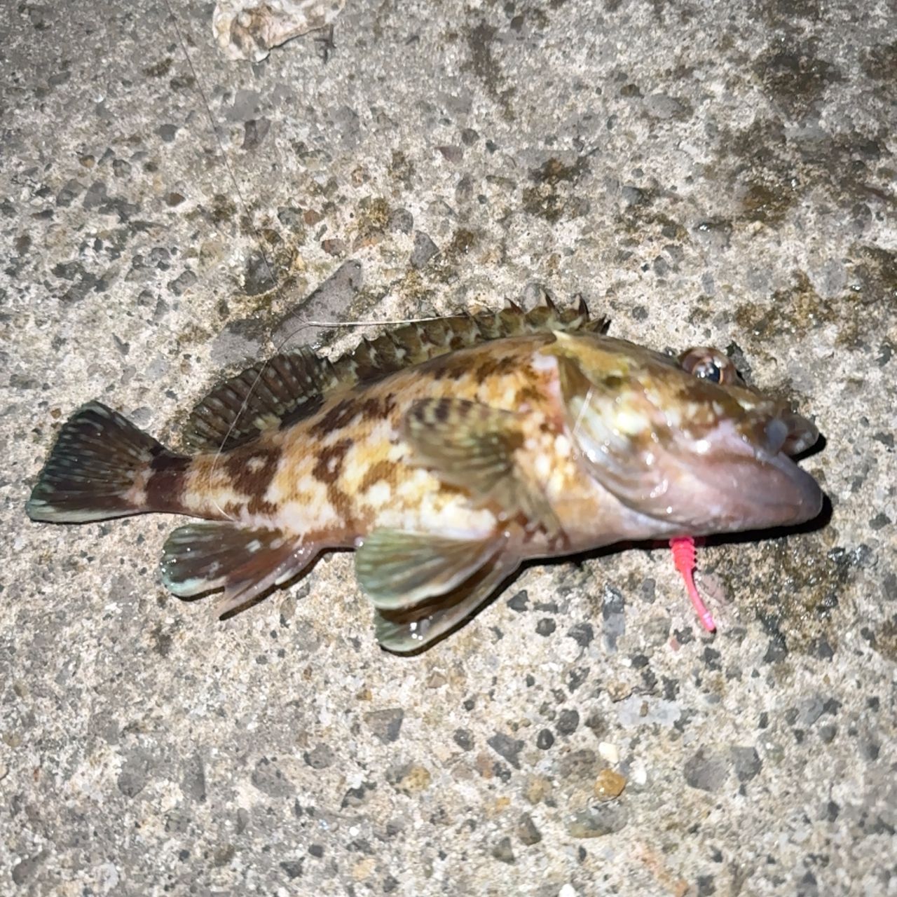 タケノコメバル