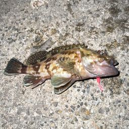 タケノコメバル