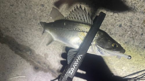 セイゴ（マルスズキ）の釣果