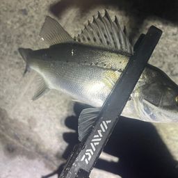 セイゴ（マルスズキ）