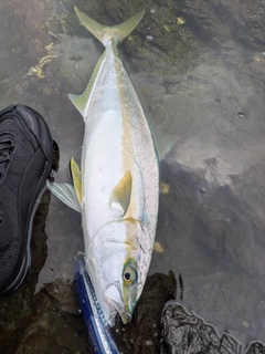 ヒラマサの釣果