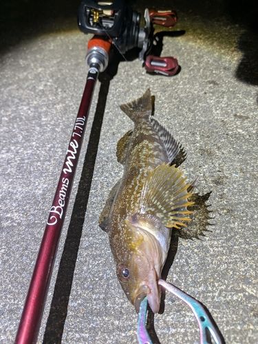 アイナメの釣果