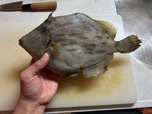 カワハギの釣果