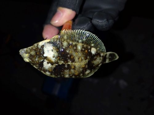 ヤリイカの釣果