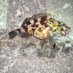 タケノコメバル