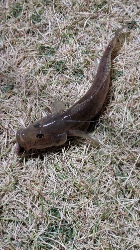 豊洲ぐるり公園