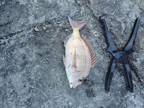 アカアマダイの釣果