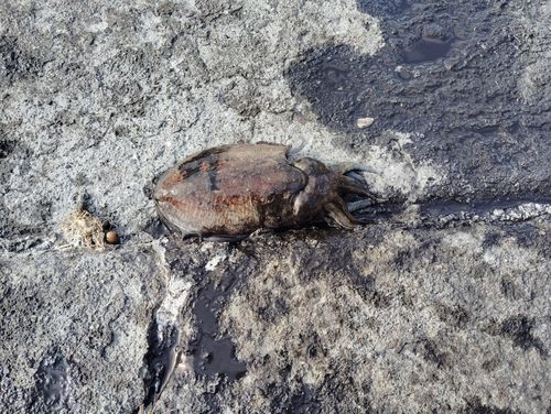 コウイカの釣果