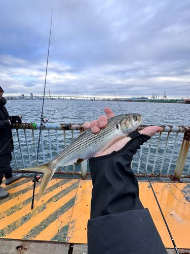 コノシロの釣果